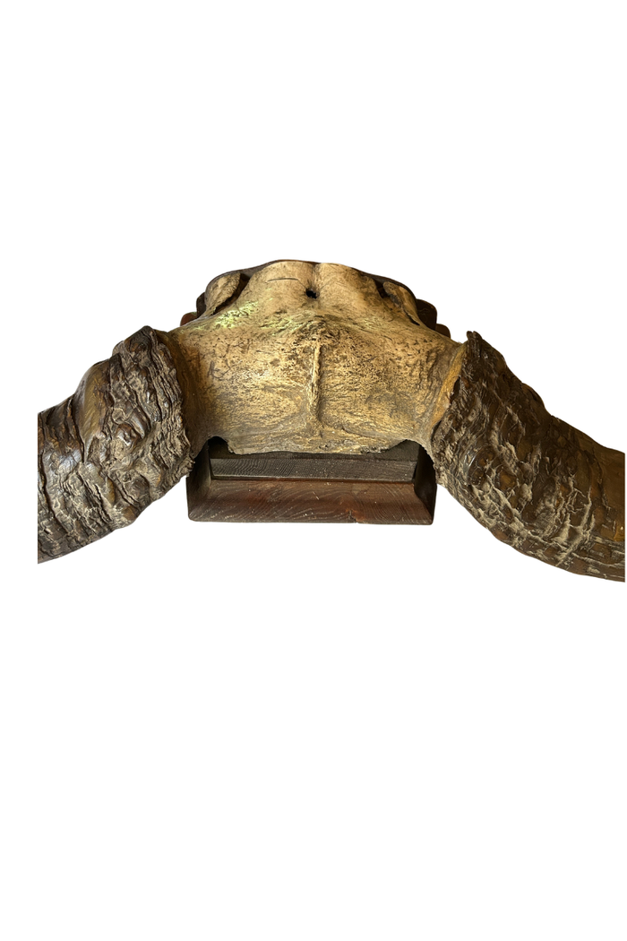 Vintage large steel or bull horn mount