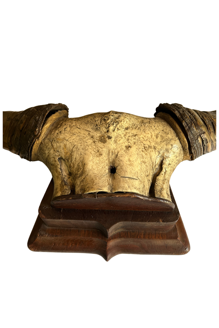 Vintage large steel or bull horn mount