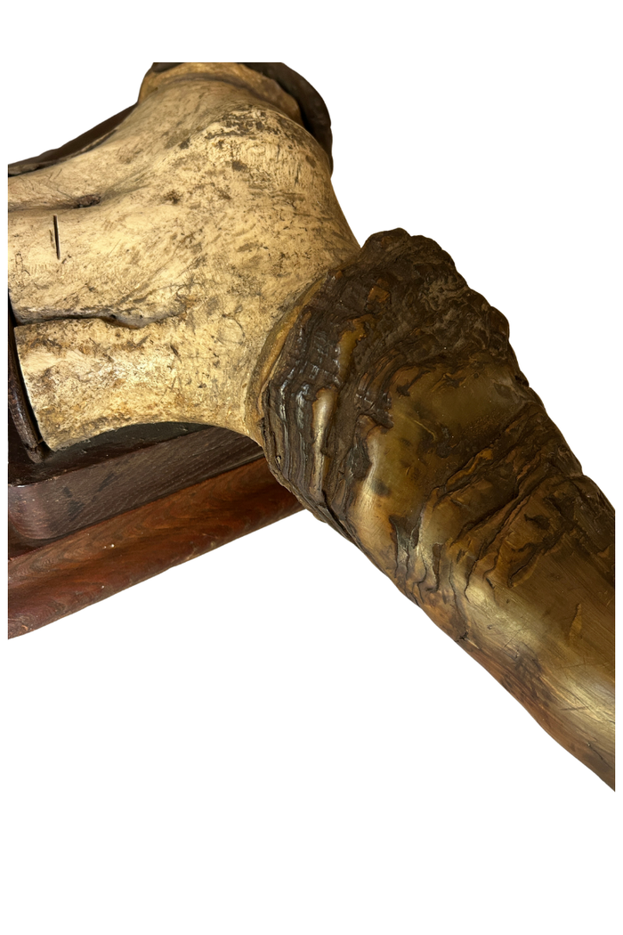 Vintage large steel or bull horn mount