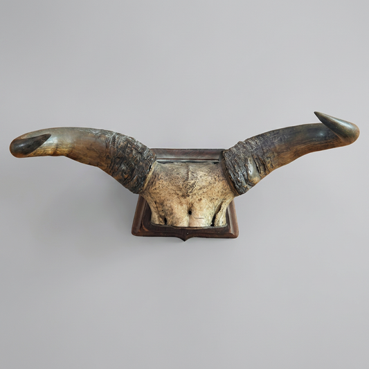Vintage large steel or bull horn mount