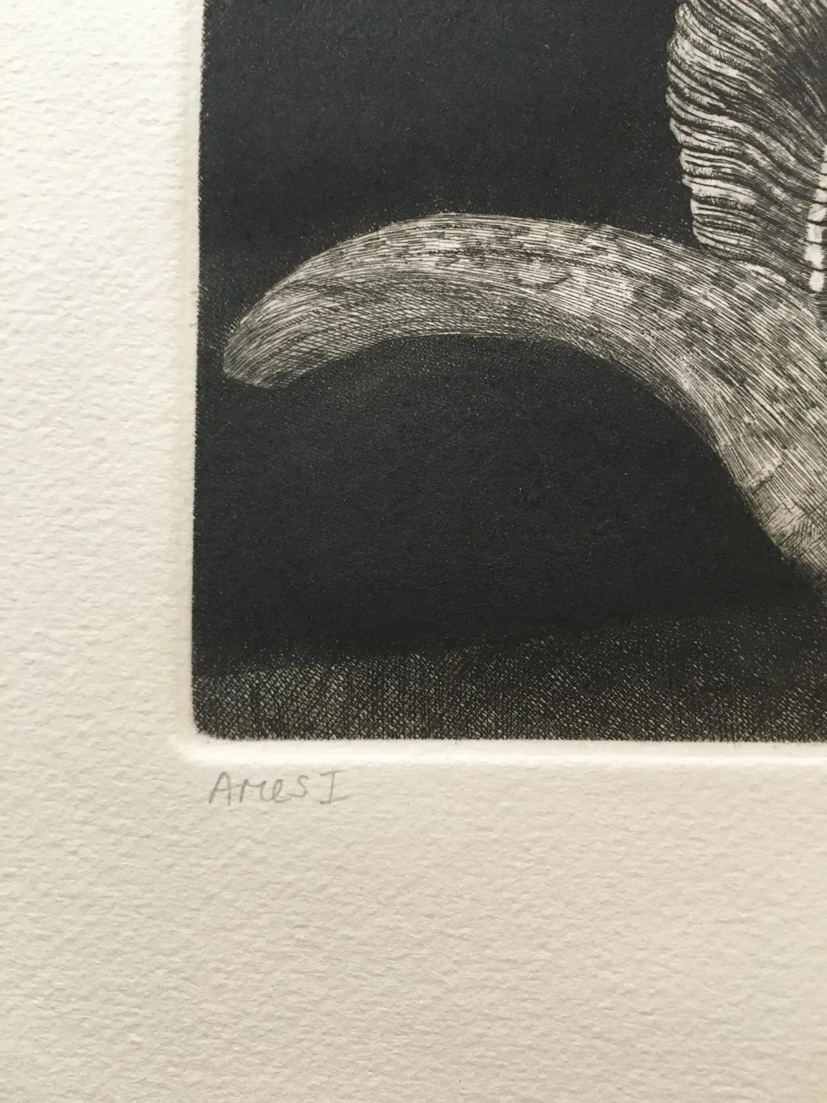Elizabeth Quandt 'Aries I' Limited Edition, Signed Etching of Ram's Head