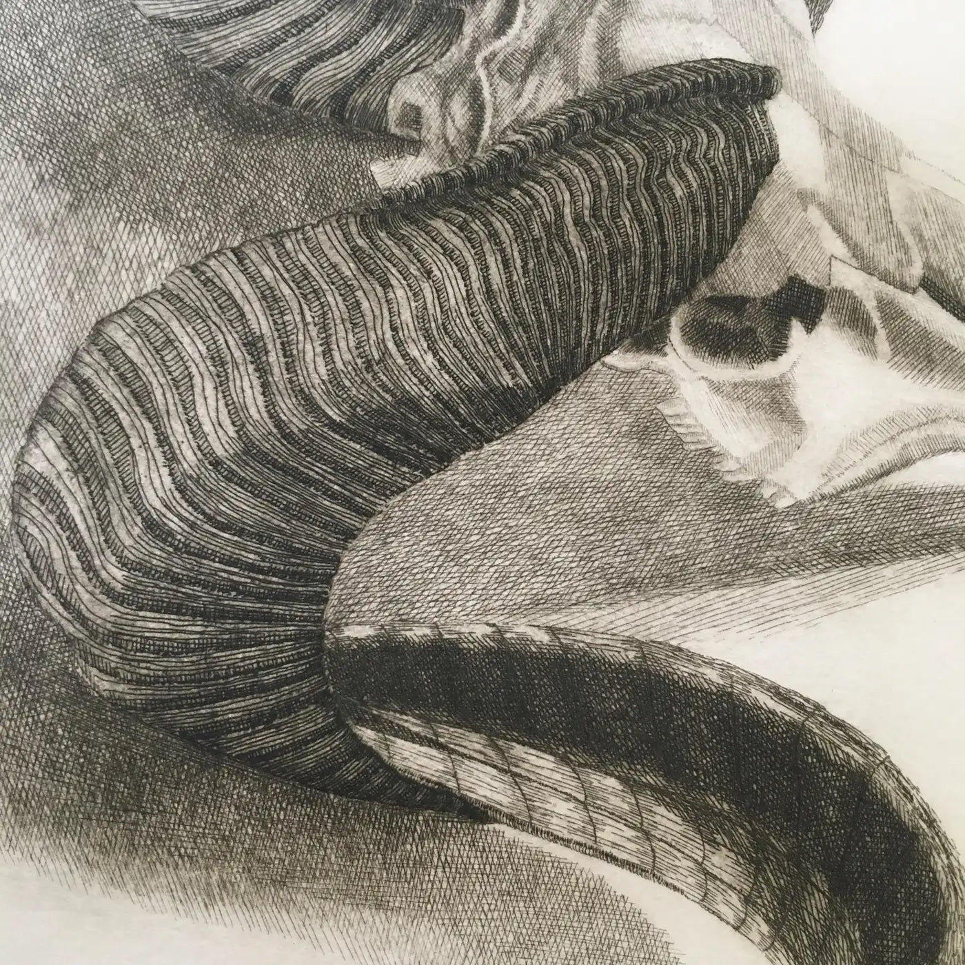 Elizabeth Quandt 'Aries III' Limited Edition, Signed Etching of Ram's Head