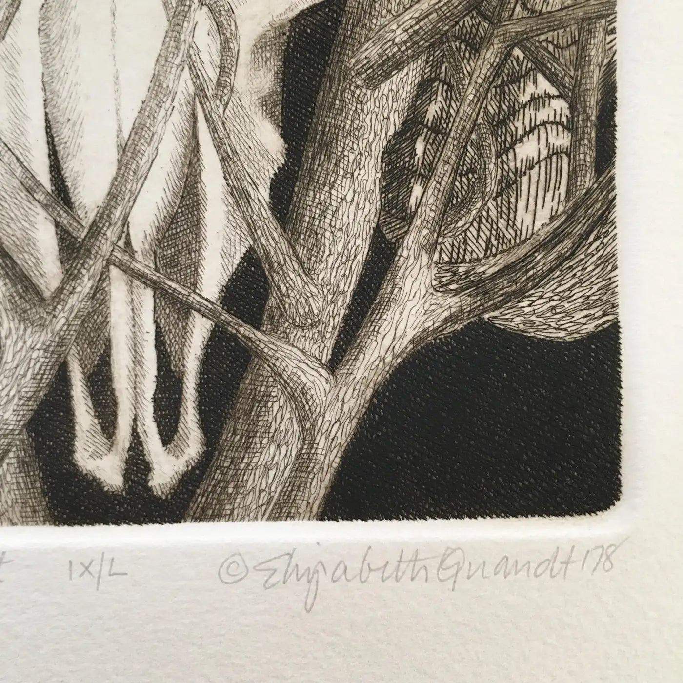 Elizabeth Quandt 'Aries IV' Limited Edition, Signed Etching of Ram's Head