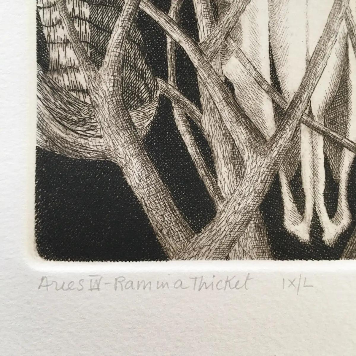 Elizabeth Quandt 'Aries IV' Limited Edition, Signed Etching of Ram's Head
